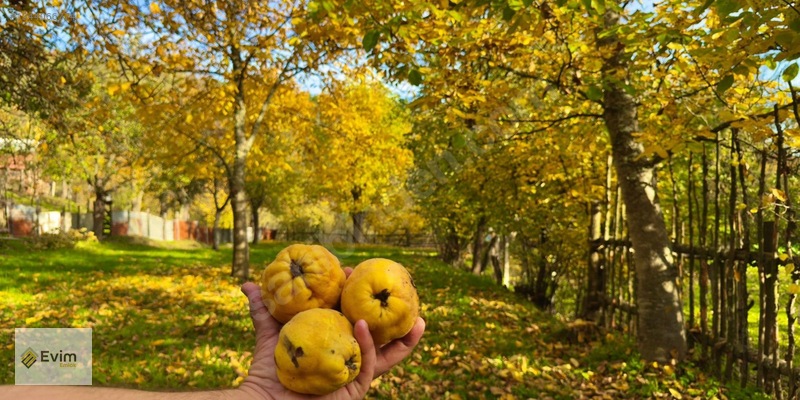 Ağaçkese' De Meyve Bahçesi !!! — fotoğraf 2
