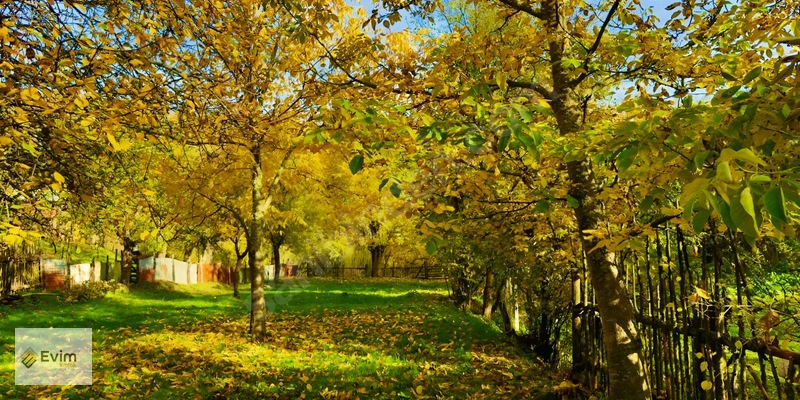 Ağaçkese' De Meyve Bahçesi !!! — fotoğraf 4