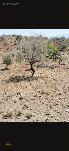 Sırasöğütte Bağevlik Yatırımlık Arazi — fotoğraf 5