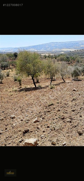 Sırasöğütte Bağevlik Yatırımlık Arazi — fotoğraf 6