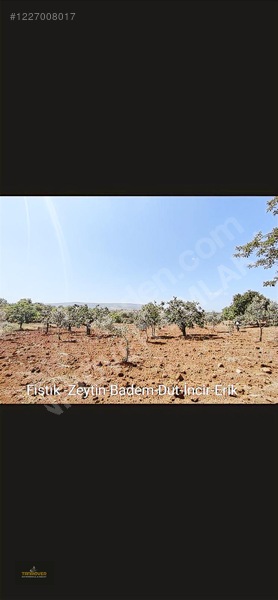 Sırasöğütte Bağevlik Yatırımlık Arazi — fotoğraf 8