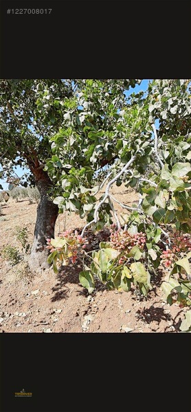 Sırasöğütte Bağevlik Yatırımlık Arazi — fotoğraf 10