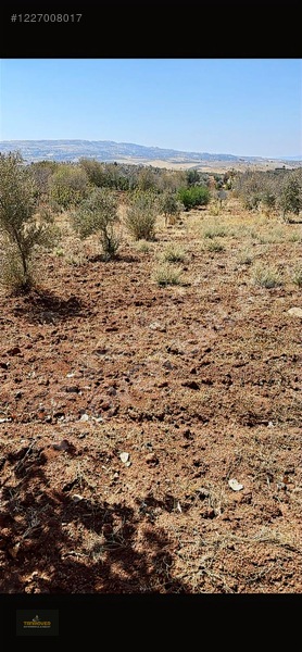 Sırasöğütte Bağevlik Yatırımlık Arazi — fotoğraf 12