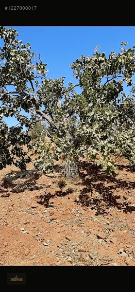 Sırasöğütte Bağevlik Yatırımlık Arazi — fotoğraf 15