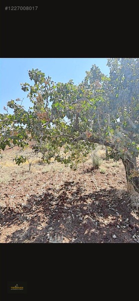 Sırasöğütte Bağevlik Yatırımlık Arazi — fotoğraf 16