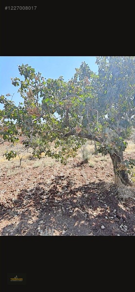 Sırasöğütte Bağevlik Yatırımlık Arazi — fotoğraf 17