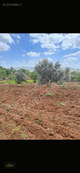 Sırasöğütte Bağevlik Yatırımlık Arazi — fotoğraf 18