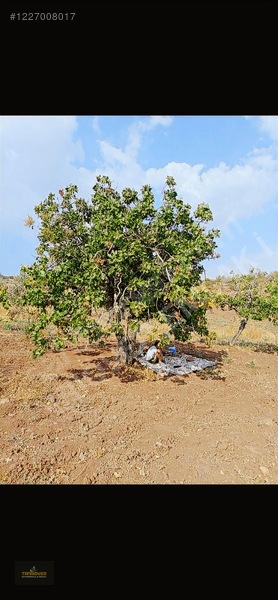 Sırasöğütte Bağevlik Yatırımlık Arazi — fotoğraf 20
