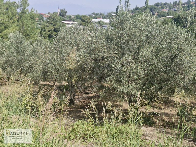 Seydikemer Yakaköy'de 12.468m² Satılık Yatırım Fırsatı Arazi — fotoğraf 11
