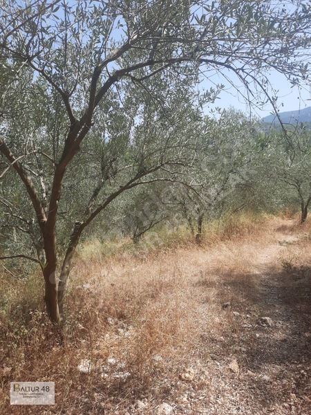 Seydikemer Yakaköy'de 12.468m² Satılık Yatırım Fırsatı Arazi — fotoğraf 39