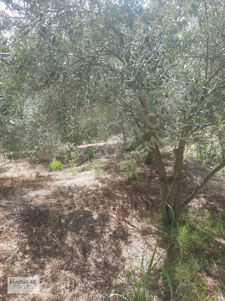 Seydikemer Yakaköy'de 12.468m² Satılık Yatırım Fırsatı Arazi — fotoğraf 42