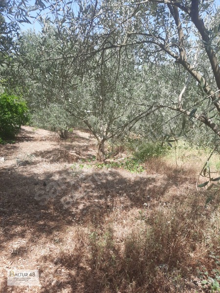 Seydikemer Yakaköy'de 12.468m² Satılık Yatırım Fırsatı Arazi — fotoğraf 44