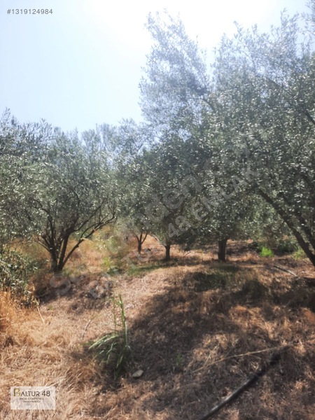 Seydikemer Yakaköy'de 12.468m² Satılık Yatırım Fırsatı Arazi — fotoğraf 46
