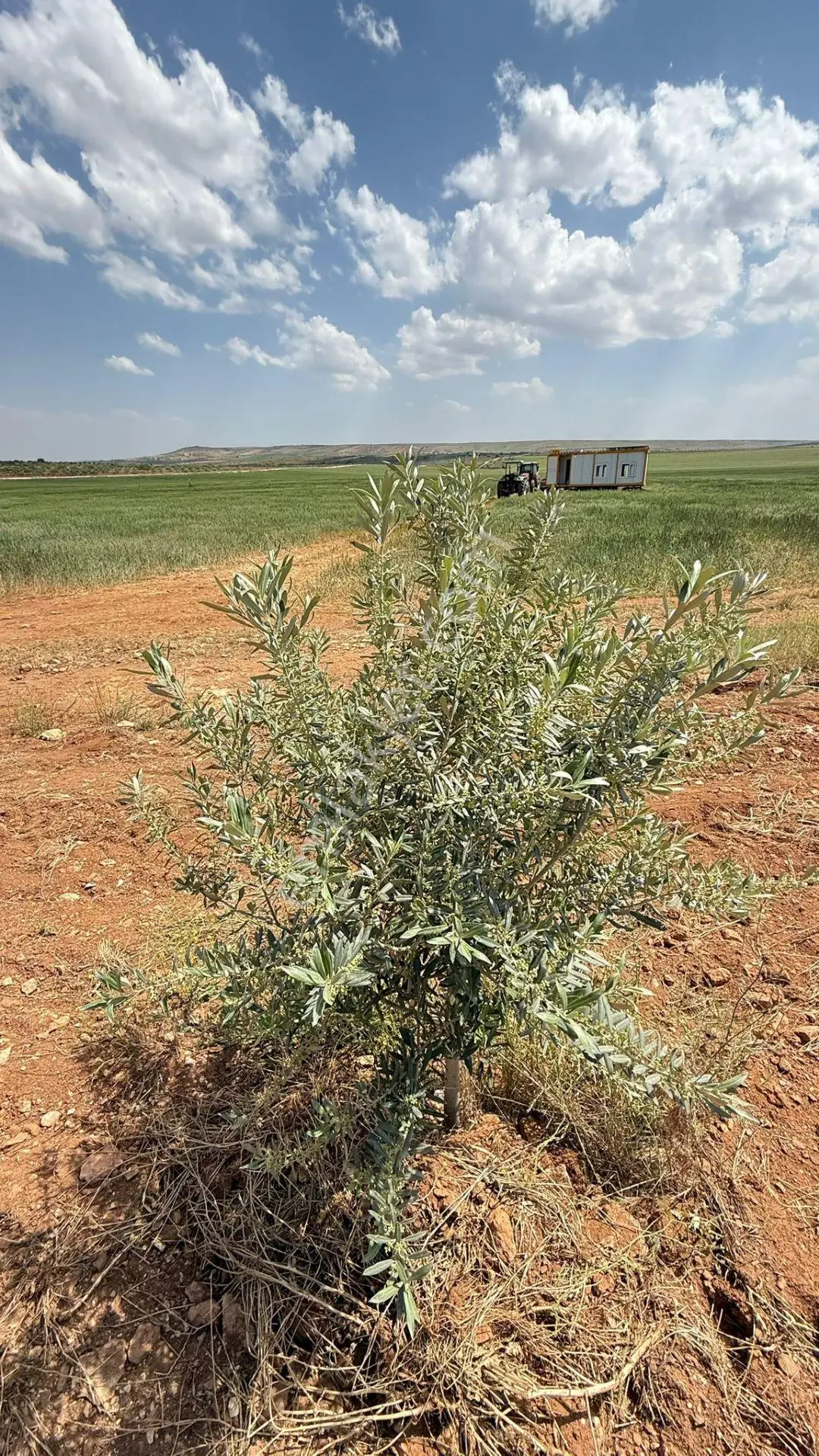 Şanlıurfa Haliliyeyerolukta Satılık 5 Dönüm