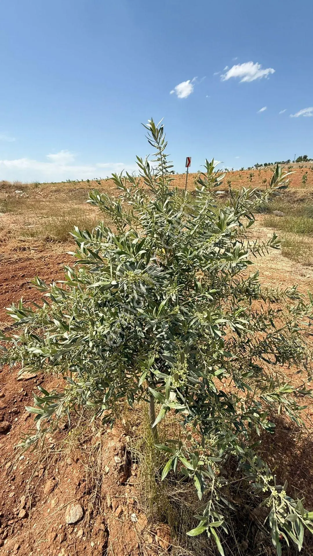 Şanlıurfa Haliliyeyerolukta Satılık 5 Dönüm — fotoğraf 7