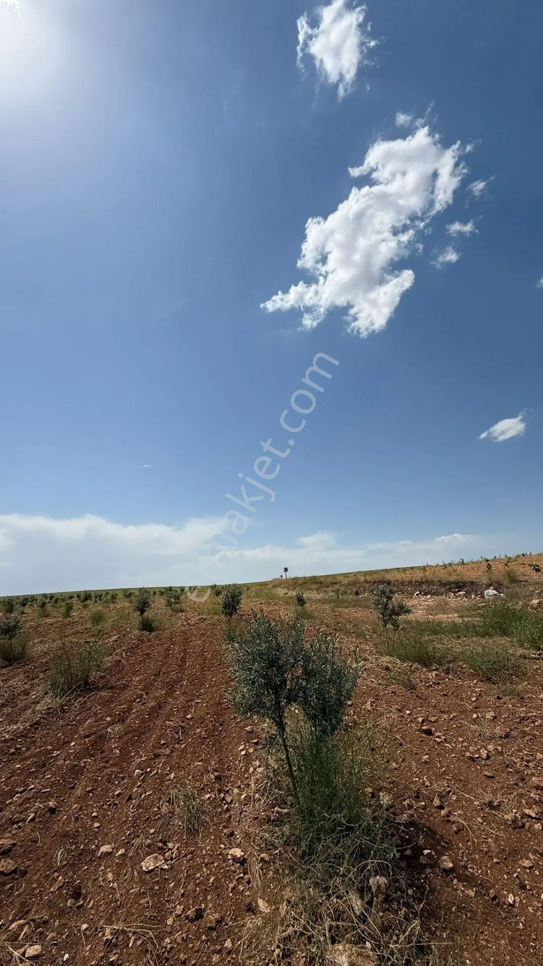 Şanlıurfa Haliliyeyerolukta Satılık 5 Dönüm — fotoğraf 9