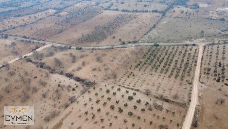 Asfalta 200 Metre Cepheli Fıstık Ve Zeytin Arazimiz Sizlerle.. — fotoğraf 3