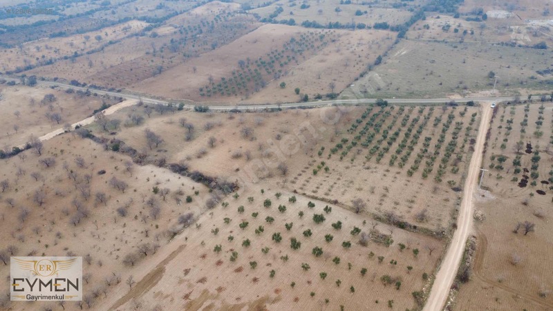 Asfalta 200 Metre Cepheli Fıstık Ve Zeytin Arazimiz Sizlerle.. — fotoğraf 4