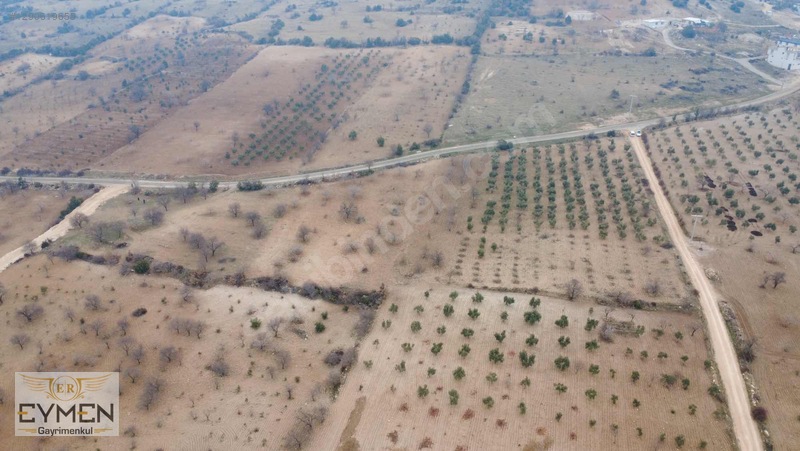 Asfalta 200 Metre Cepheli Fıstık Ve Zeytin Arazimiz Sizlerle.. — fotoğraf 5