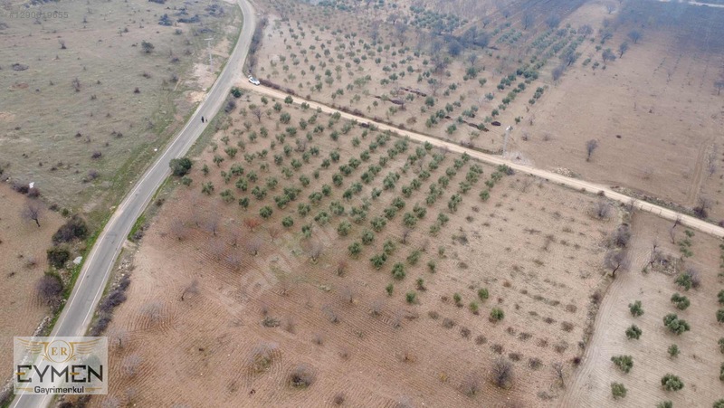 Asfalta 200 Metre Cepheli Fıstık Ve Zeytin Arazimiz Sizlerle.. — fotoğraf 6