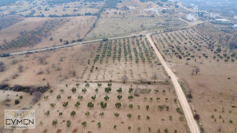 Asfalta 200 Metre Cepheli Fıstık Ve Zeytin Arazimiz Sizlerle.. — fotoğraf 9