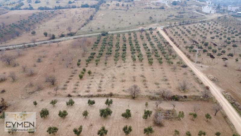 Asfalta 200 Metre Cepheli Fıstık Ve Zeytin Arazimiz Sizlerle.. — fotoğraf 10