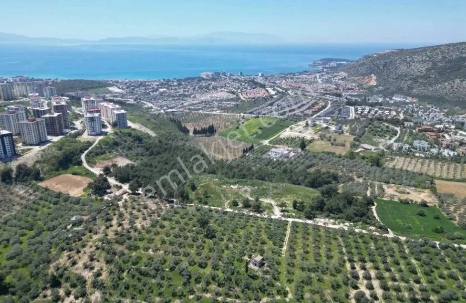 Kuşadasında Merkeze Yakın 29.544 M2 Satılık Zeytinlik