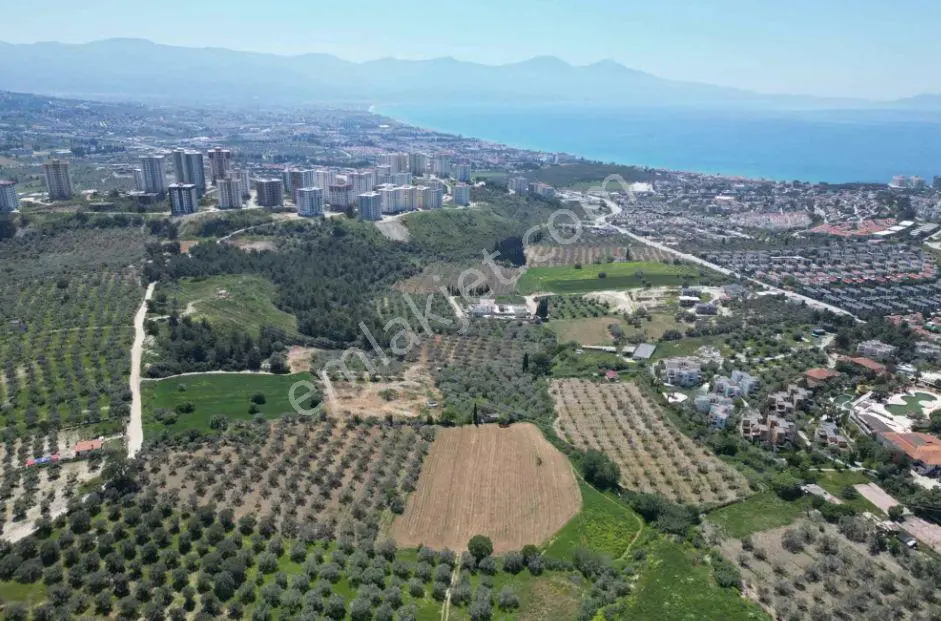 Kuşadasında Merkeze Yakın 29.544 M2 Satılık Zeytinlik — fotoğraf 2