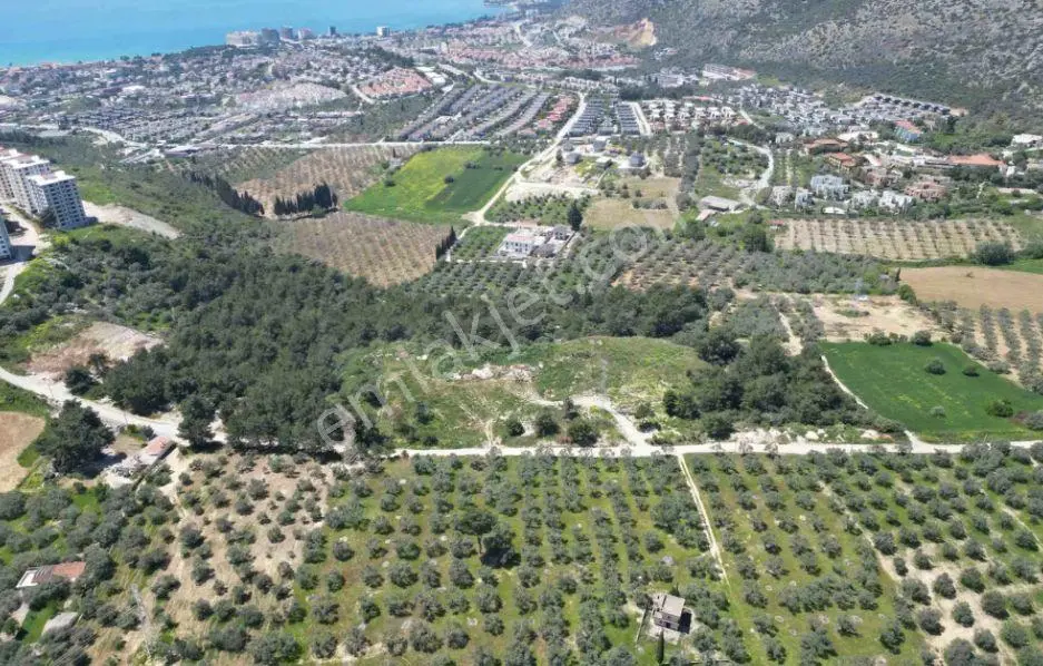 Kuşadasında Merkeze Yakın 29.544 M2 Satılık Zeytinlik — fotoğraf 3