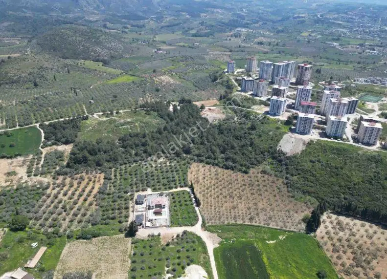 Kuşadasında Merkeze Yakın 29.544 M2 Satılık Zeytinlik — fotoğraf 4