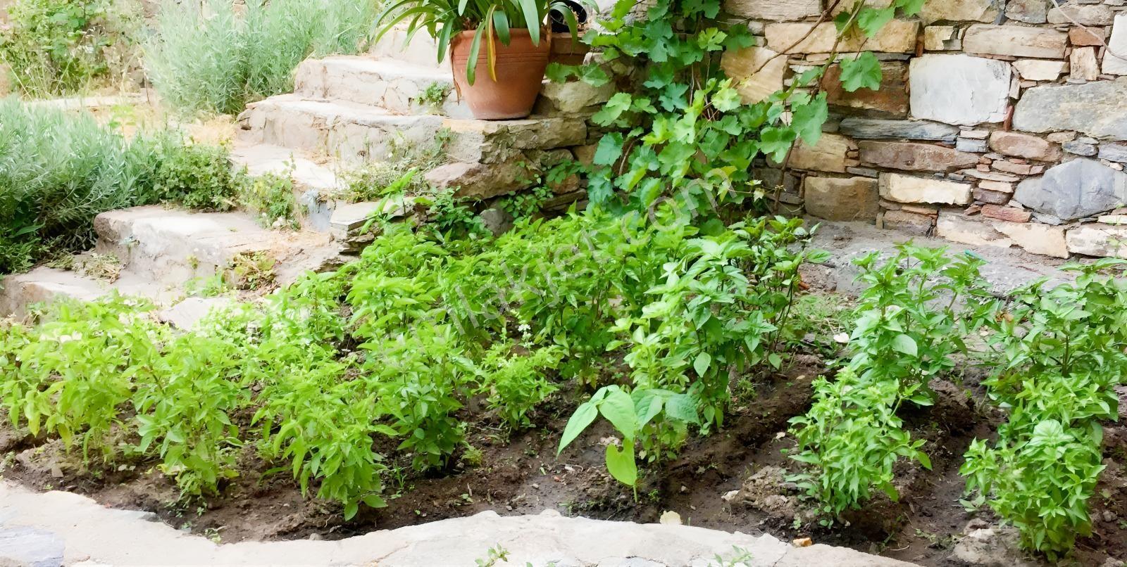 Doğanbeyde Körfez Manzaralı Doğa İçinde Satılık Rum Evi — fotoğraf 13