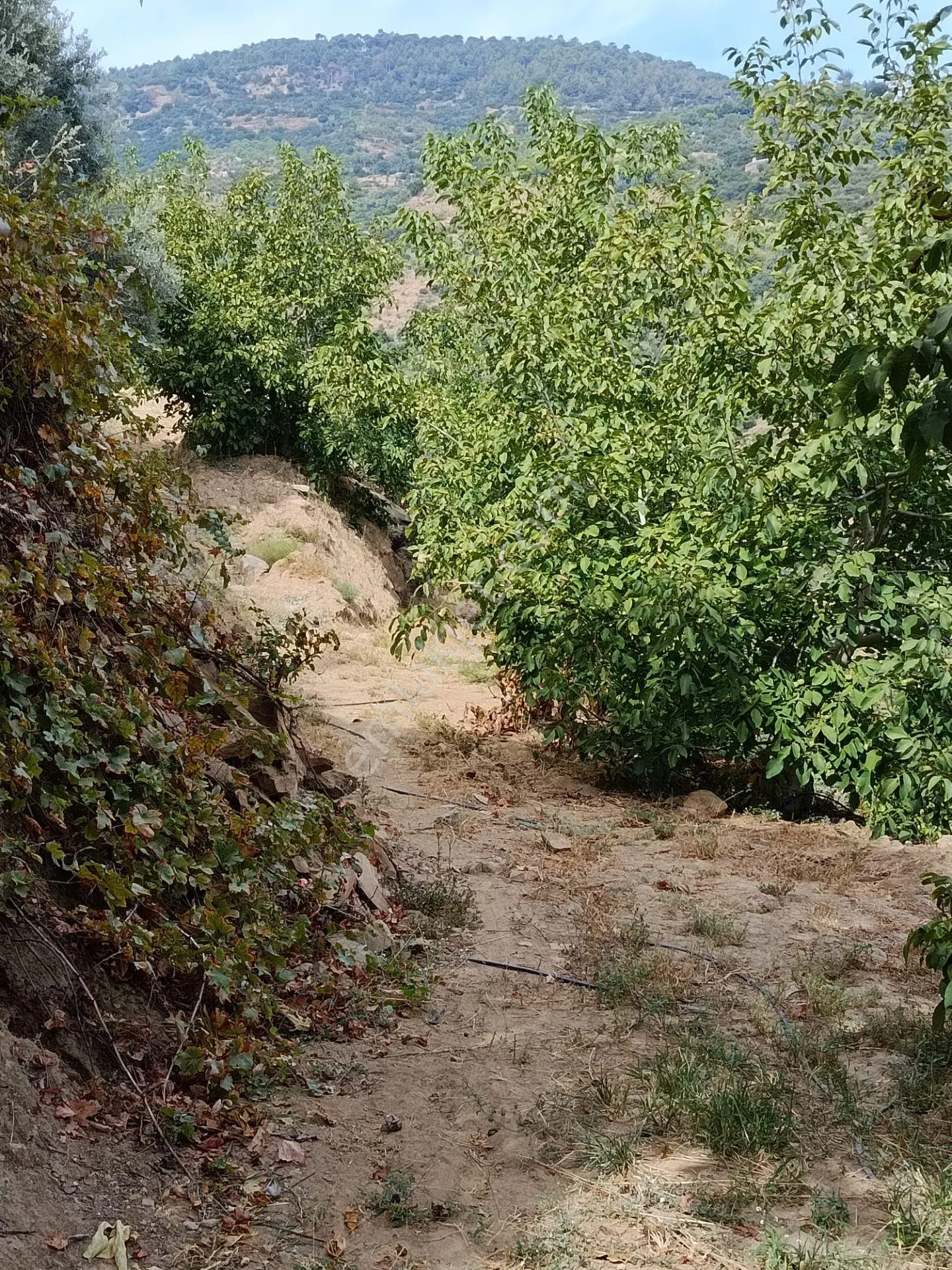 Acarlar Emlaktan Bozdoğan Hıdırbaba Mah Toplam 43750 M2 Satılık Zeytinlik Ve Müs...