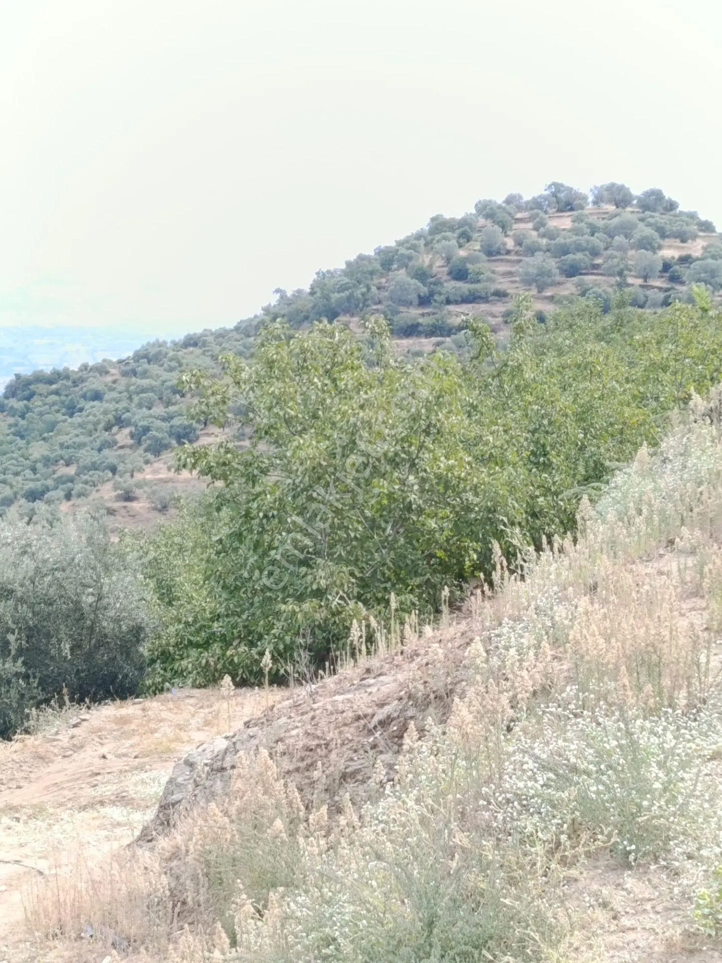 Acarlar Emlaktan Bozdoğan Hıdırbaba Mah Toplam 43750 M2 Satılık Zeytinlik Ve Müstakil Ev — fotoğraf 2