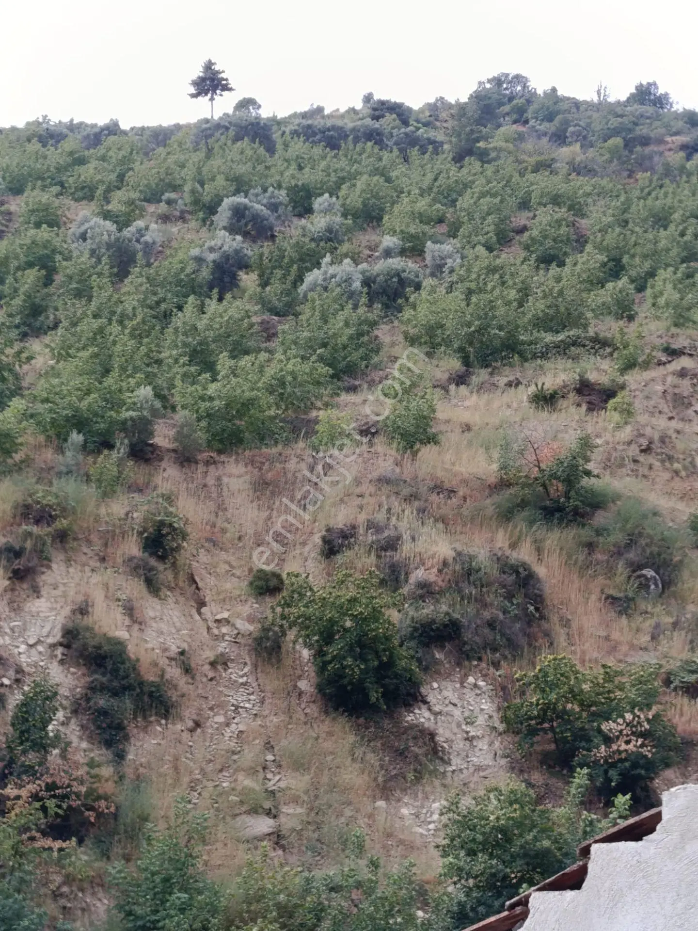 Acarlar Emlaktan Bozdoğan Hıdırbaba Mah Toplam 43750 M2 Satılık Zeytinlik Ve Müstakil Ev — fotoğraf 3