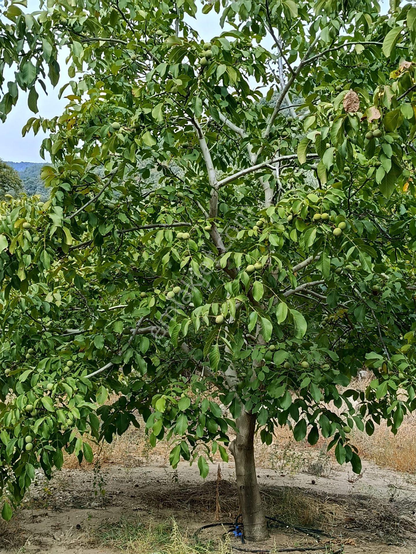 Acarlar Emlaktan Bozdoğan Hıdırbaba Mah Toplam 43750 M2 Satılık Zeytinlik Ve Müstakil Ev — fotoğraf 6