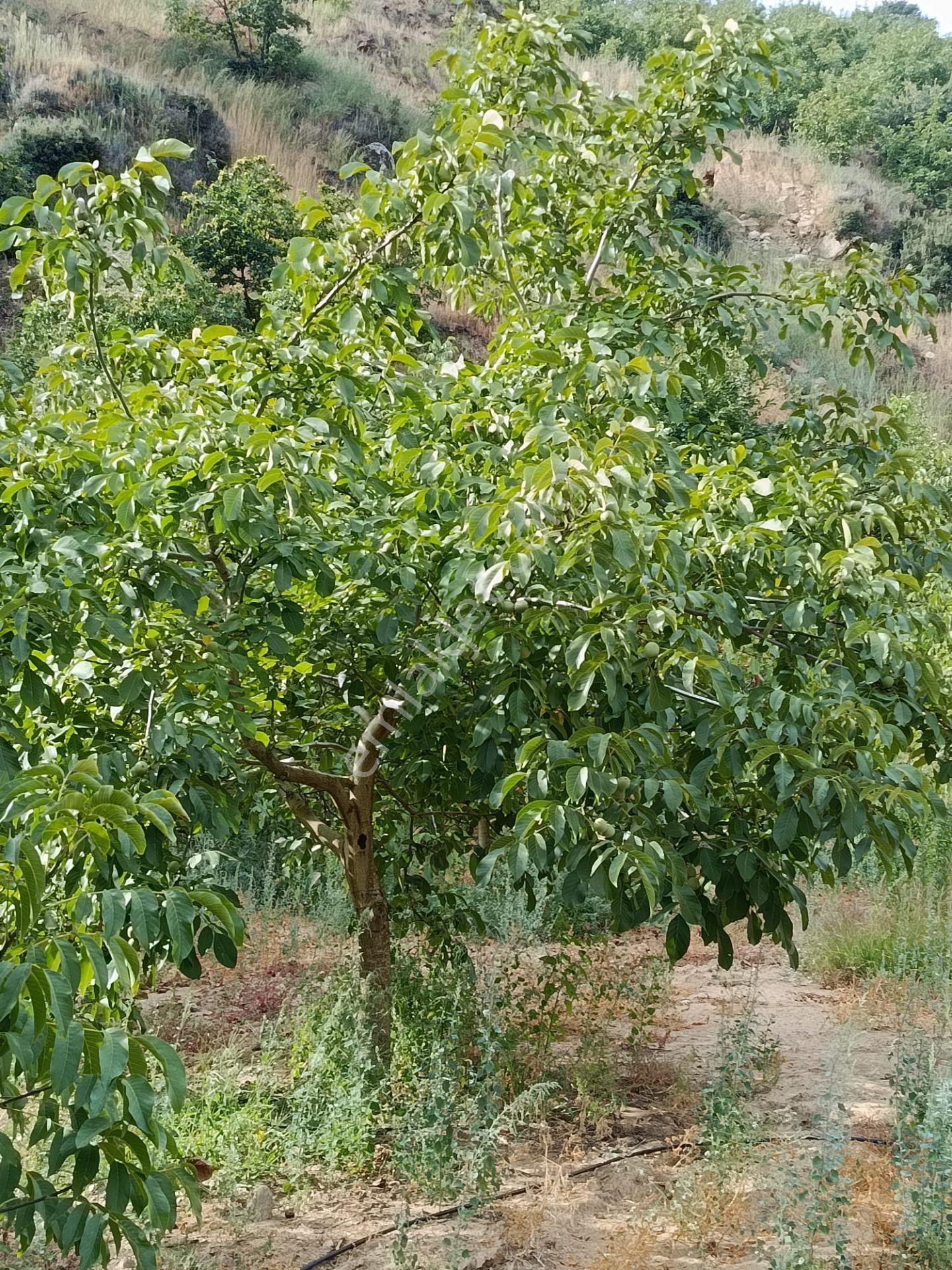 Acarlar Emlaktan Bozdoğan Hıdırbaba Mah Toplam 43750 M2 Satılık Zeytinlik Ve Müstakil Ev — fotoğraf 9