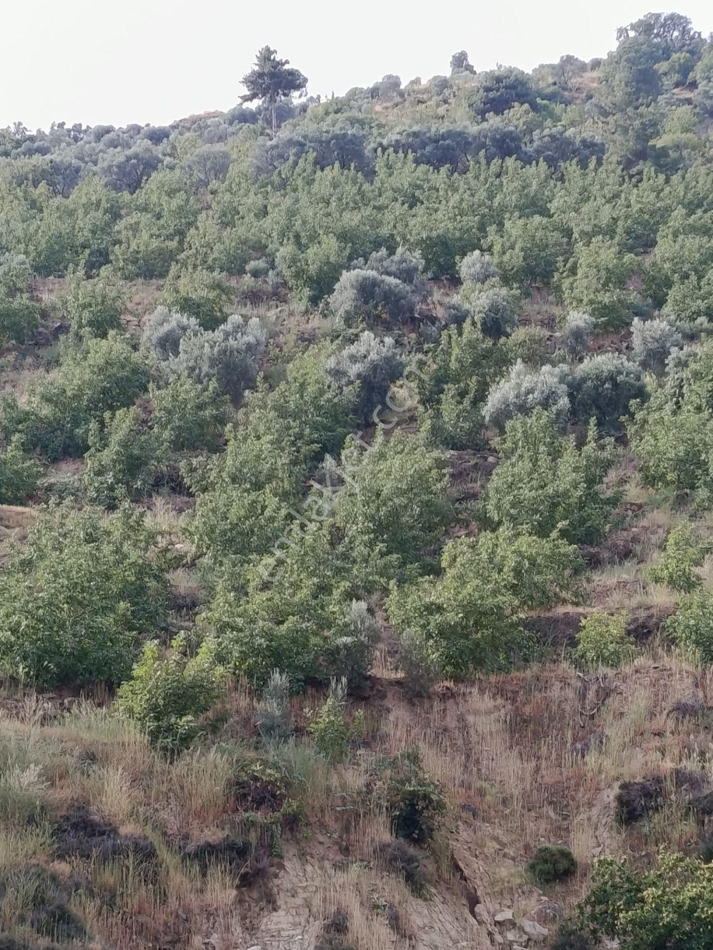 Acarlar Emlaktan Bozdoğan Hıdırbaba Mah Toplam 43750 M2 Satılık Zeytinlik Ve Müstakil Ev — fotoğraf 10