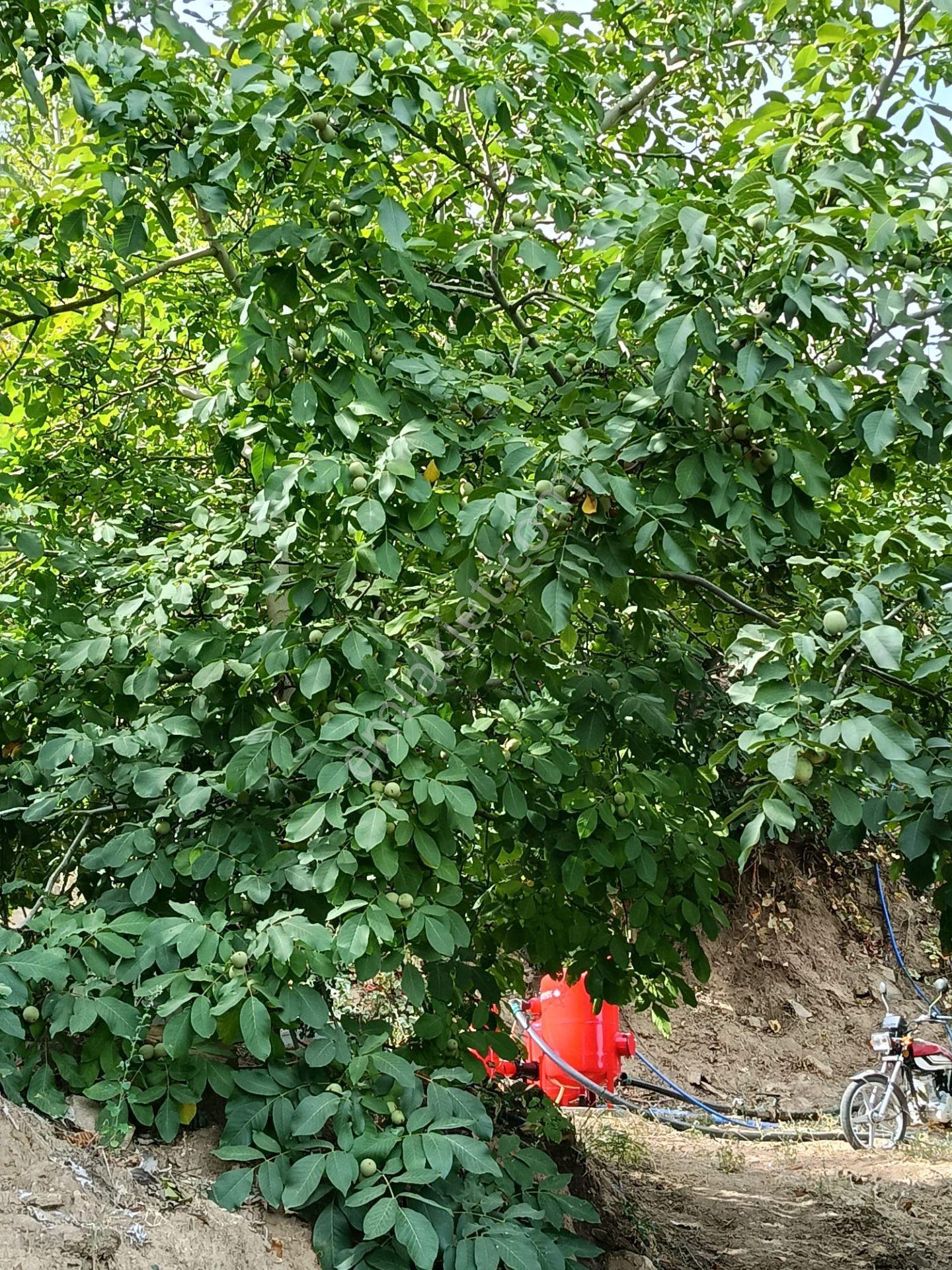 Acarlar Emlaktan Bozdoğan Hıdırbaba Mah Toplam 43750 M2 Satılık Zeytinlik Ve Müstakil Ev — fotoğraf 12