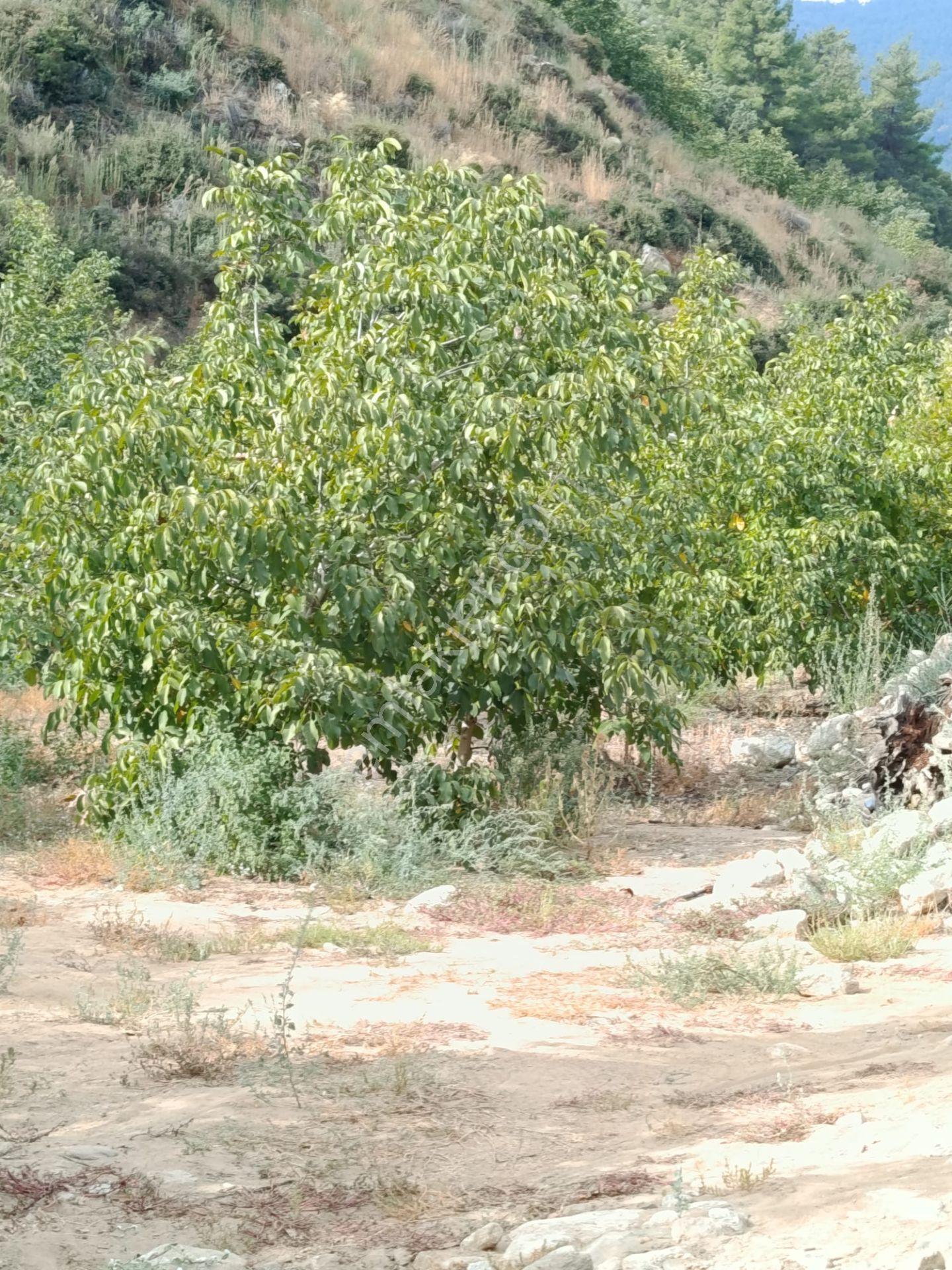 Acarlar Emlaktan Bozdoğan Hıdırbaba Mah Toplam 43750 M2 Satılık Zeytinlik Ve Müstakil Ev — fotoğraf 13