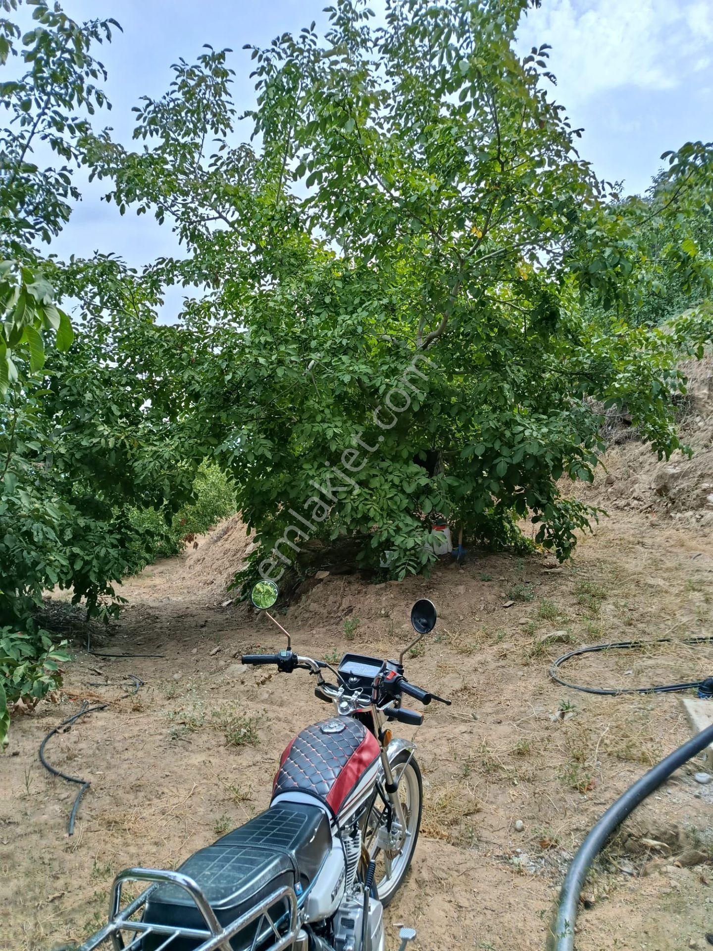 Acarlar Emlaktan Bozdoğan Hıdırbaba Mah Toplam 43750 M2 Satılık Zeytinlik Ve Müstakil Ev — fotoğraf 14