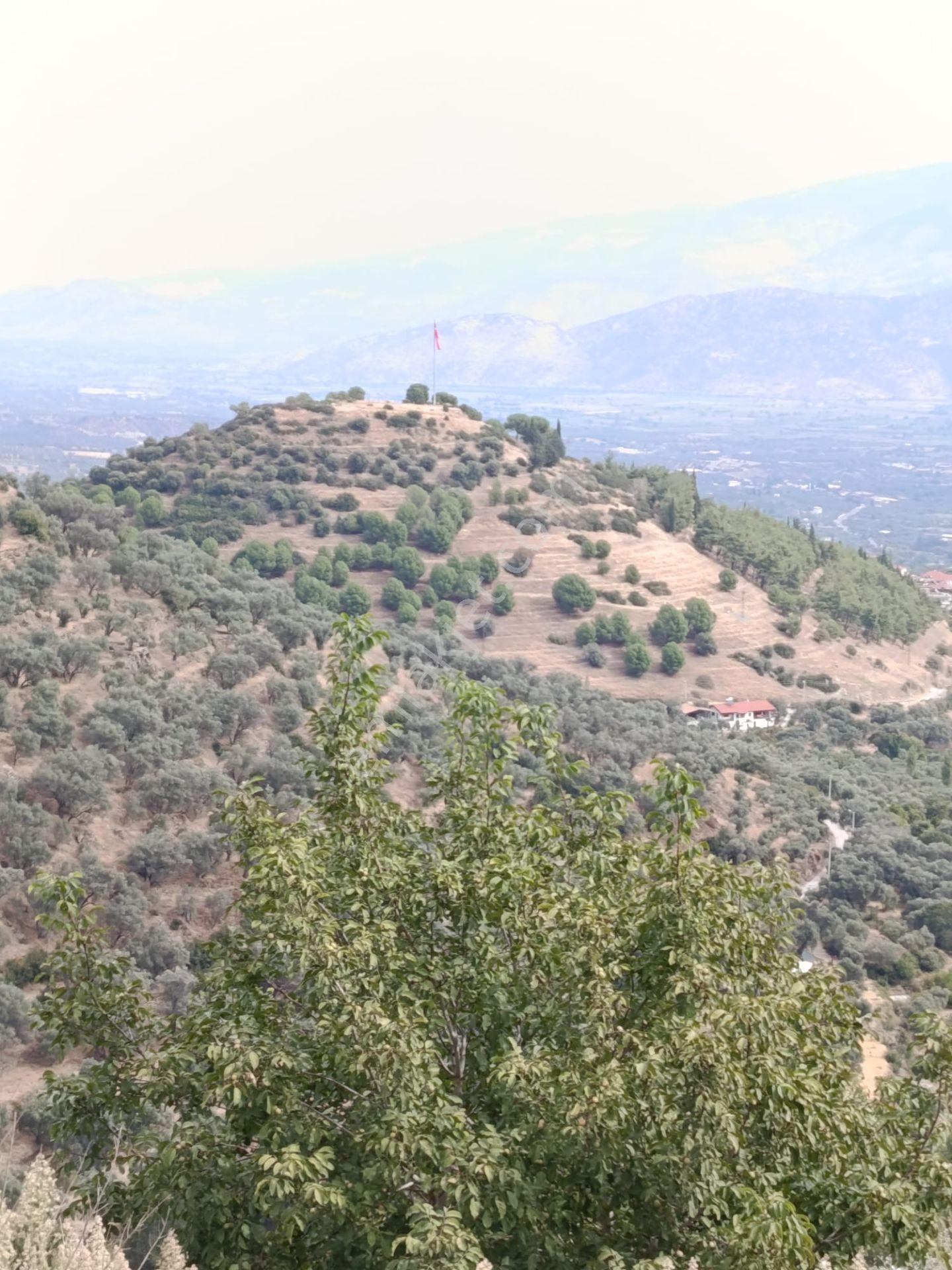 Acarlar Emlaktan Bozdoğan Hıdırbaba Mah Toplam 43750 M2 Satılık Zeytinlik Ve Müstakil Ev — fotoğraf 16