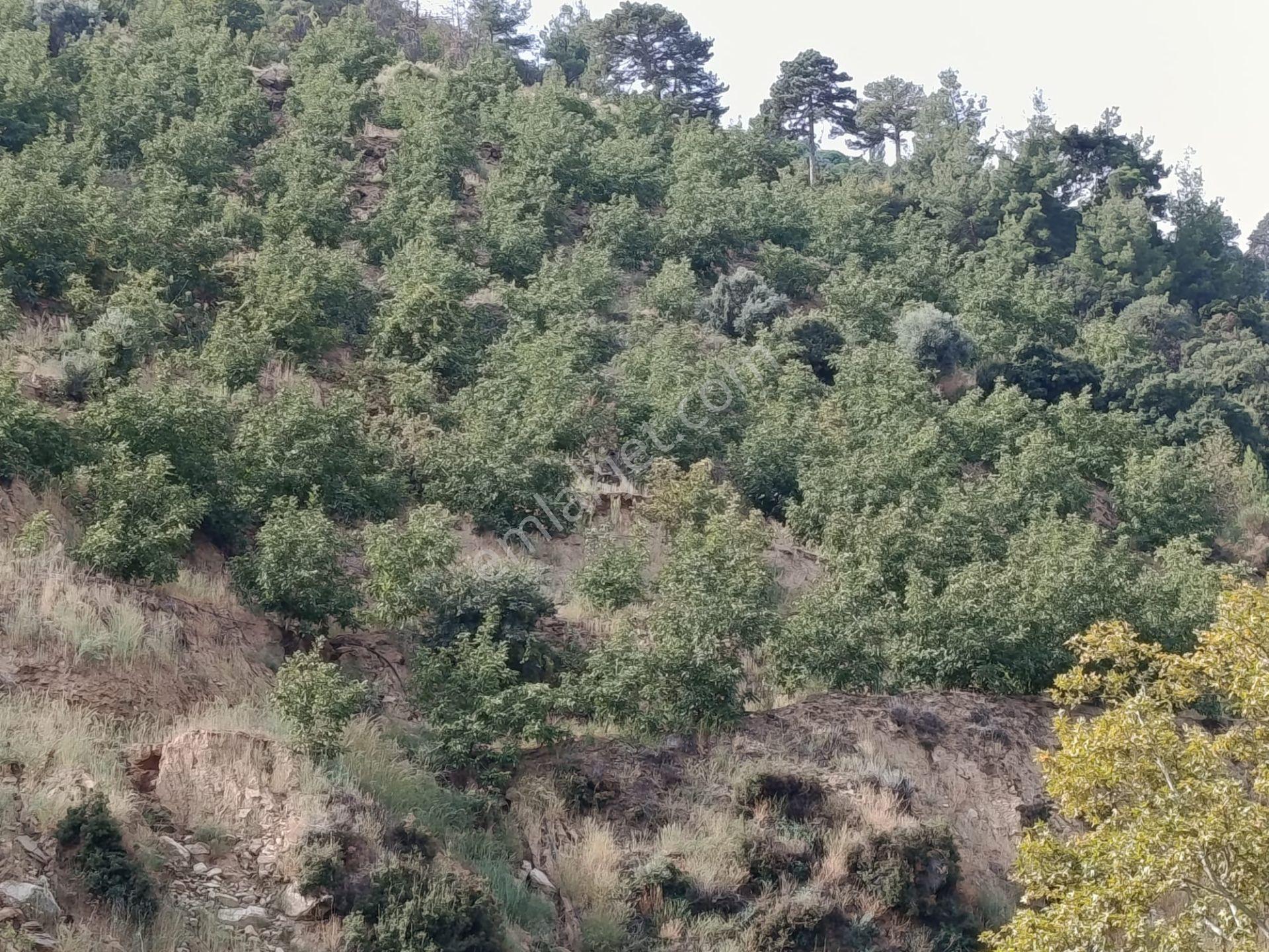 Acarlar Emlaktan Bozdoğan Hıdırbaba Mah Toplam 43750 M2 Satılık Zeytinlik Ve Müstakil Ev — fotoğraf 17