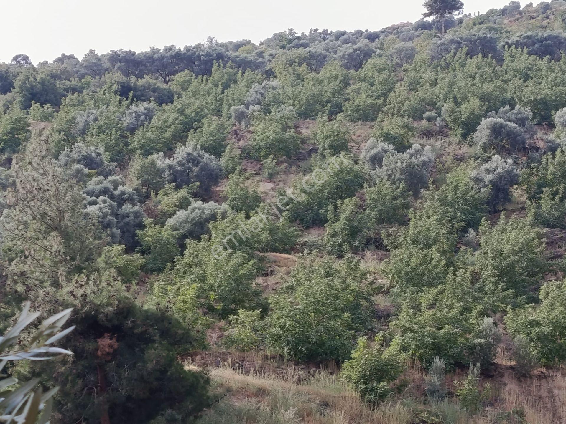 Acarlar Emlaktan Bozdoğan Hıdırbaba Mah Toplam 43750 M2 Satılık Zeytinlik Ve Müstakil Ev — fotoğraf 18