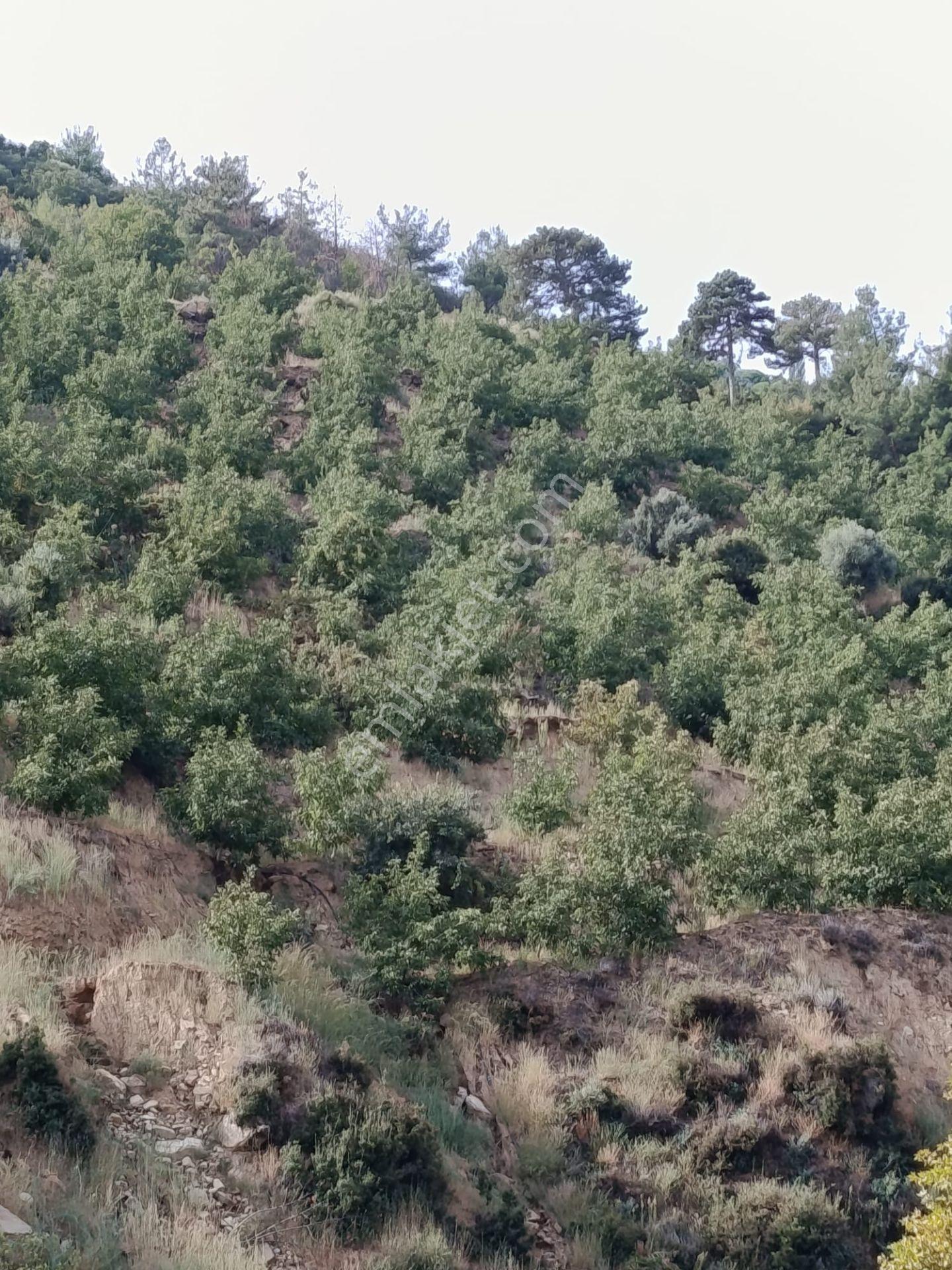 Acarlar Emlaktan Bozdoğan Hıdırbaba Mah Toplam 43750 M2 Satılık Zeytinlik Ve Müstakil Ev — fotoğraf 21