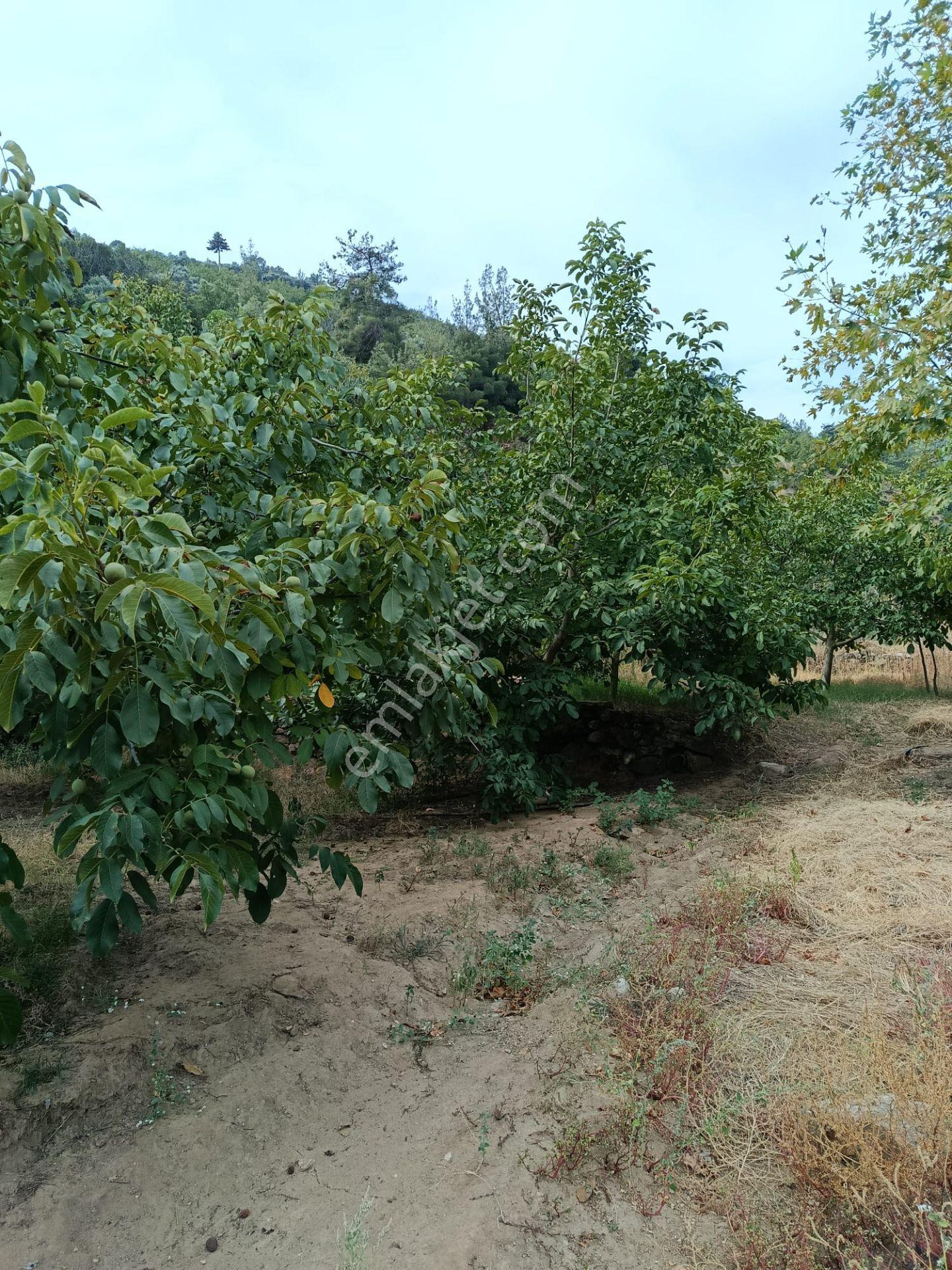 Acarlar Emlaktan Bozdoğan Hıdırbaba Mah Toplam 43750 M2 Satılık Zeytinlik Ve Müstakil Ev — fotoğraf 22