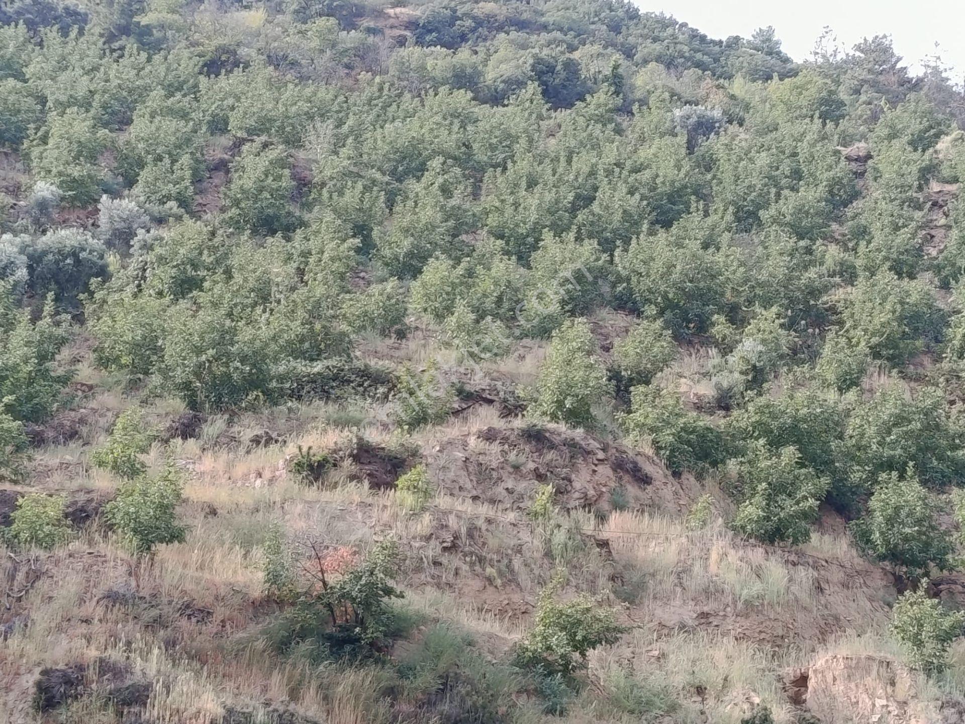 Acarlar Emlaktan Bozdoğan Hıdırbaba Mah Toplam 43750 M2 Satılık Zeytinlik Ve Müstakil Ev — fotoğraf 23