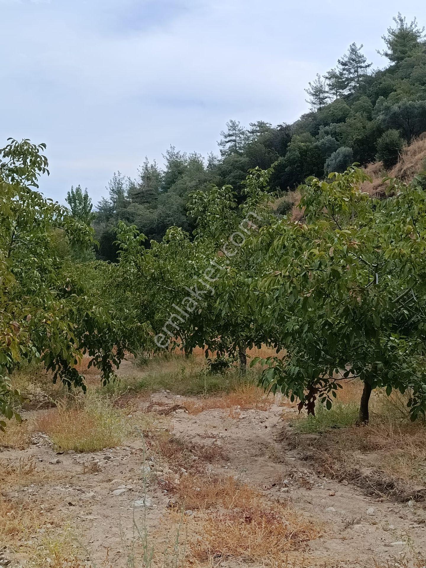 Acarlar Emlaktan Bozdoğan Hıdırbaba Mah Toplam 43750 M2 Satılık Zeytinlik Ve Müstakil Ev — fotoğraf 26