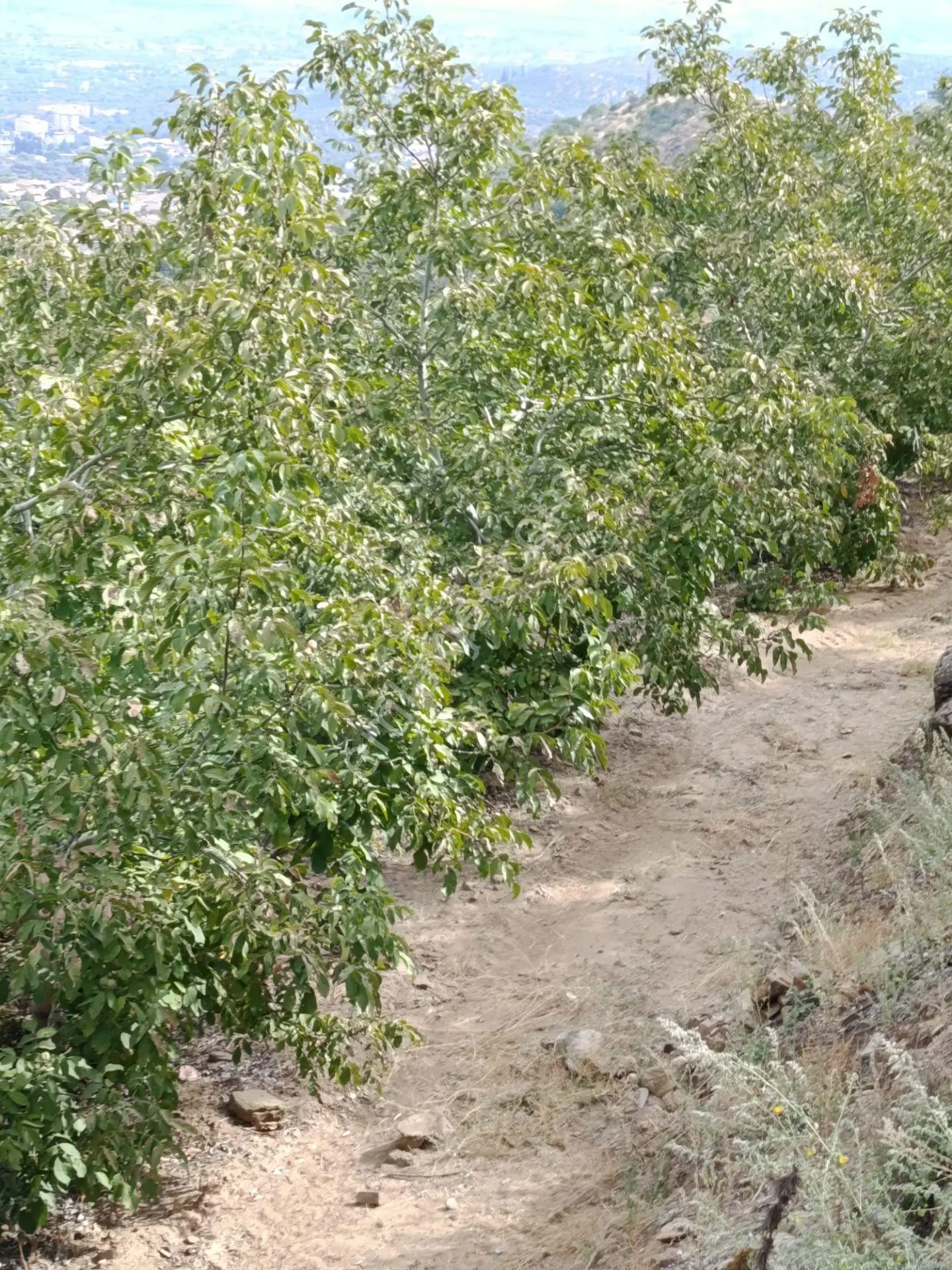 Acarlar Emlaktan Bozdoğan Hıdırbaba Mah Toplam 43750 M2 Satılık Zeytinlik Ve Müstakil Ev — fotoğraf 27