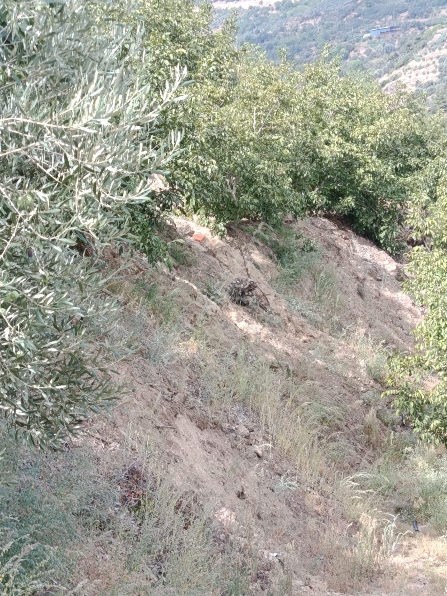 Acarlar Emlaktan Bozdoğan Hıdırbaba Mah Toplam 43750 M2 Satılık Zeytinlik Ve Müstakil Ev — fotoğraf 28