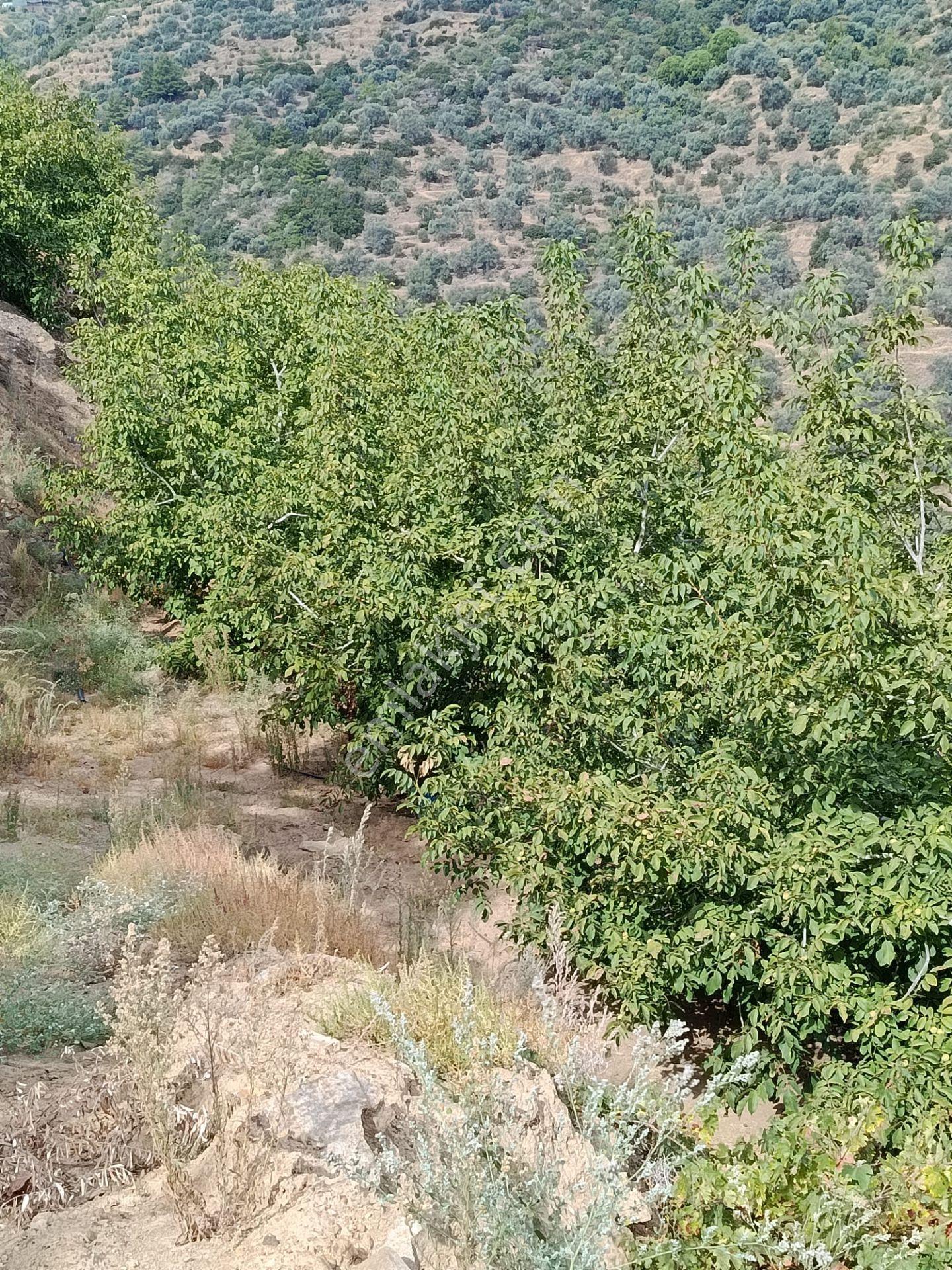 Acarlar Emlaktan Bozdoğan Hıdırbaba Mah Toplam 43750 M2 Satılık Zeytinlik Ve Müstakil Ev — fotoğraf 31